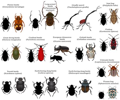 types of beetles in the philippines|PH is home to over 7K types of beetles—here’s a closer look at .